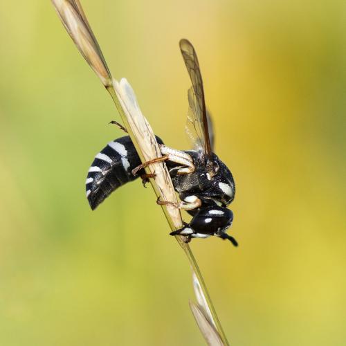 Réf. 275 112 : Cephalochilus labiatus hispanicus